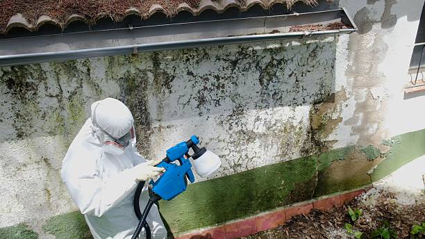 Trusted Mold Inspection service in Laporte, CO - Cheap Mold Removal